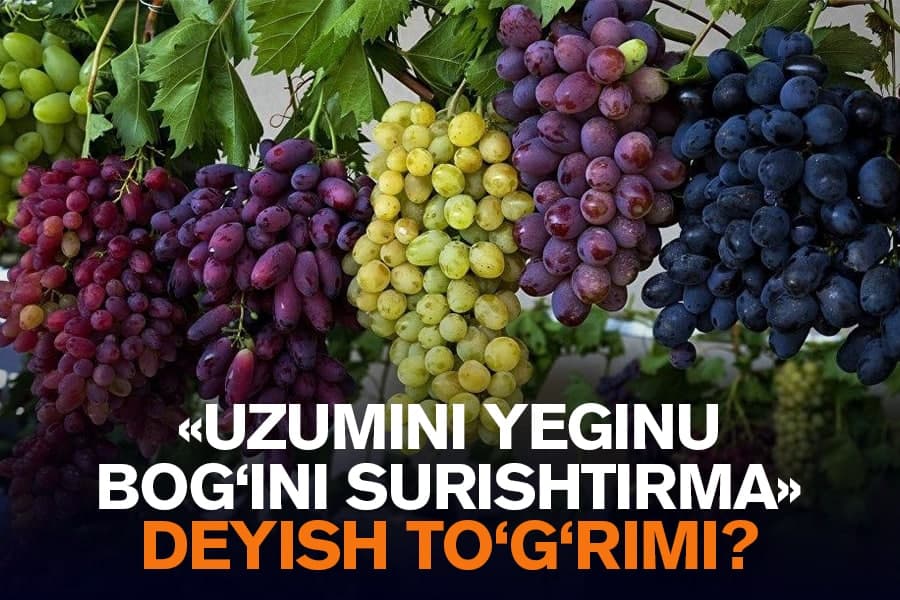 “Jahonda uzum bozoridagi o‘rnimizni yo‘qotyapmiz” - bog‘bon