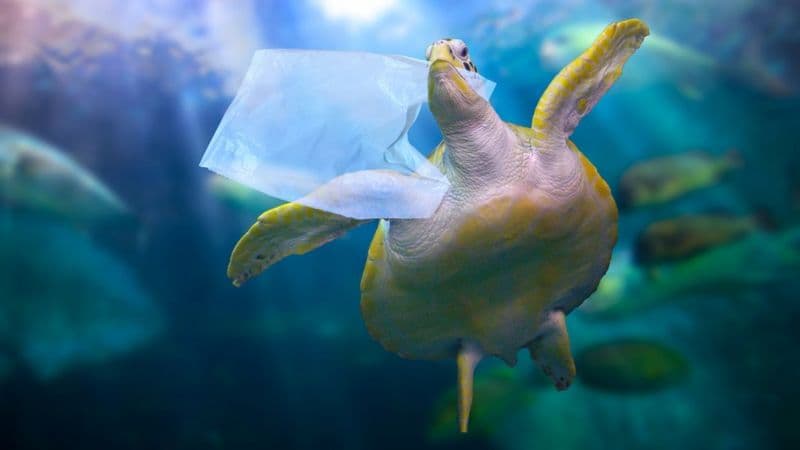 Океан пластика: загрязнение водной оболочки земли превысило мыслимые пределы